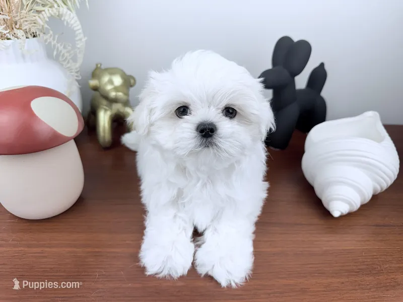 AKC Noelle – Maltese puppy for sale in Saint Charles, MO