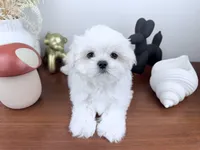 AKC Noelle, a female Maltese for sale in Saint Charles, MO – Photo 1 of 4