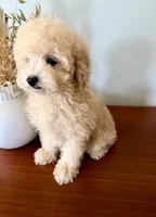 AKC Honey, a female Poodle - Toy  for sale in Saint Charles, MO – 2 of 4