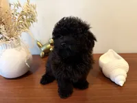AKC Raven, a female Poodle - Toy  for sale in Saint Charles, MO – 3 of 5