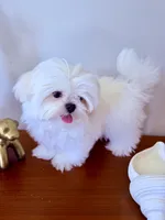 AKC Frost, a male Maltese for sale in Saint Charles, MO – 3 of 3