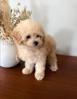 AKC Peanut, a male Poodle - Toy  for sale in Saint Charles, MO – 4 of 6