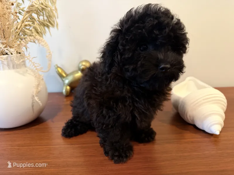 AKC Raven – Poodle - Toy  puppy for sale in Saint Charles, MO