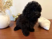 AKC Raven, a female Poodle - Toy  for sale in Saint Charles, MO – 1 of 5