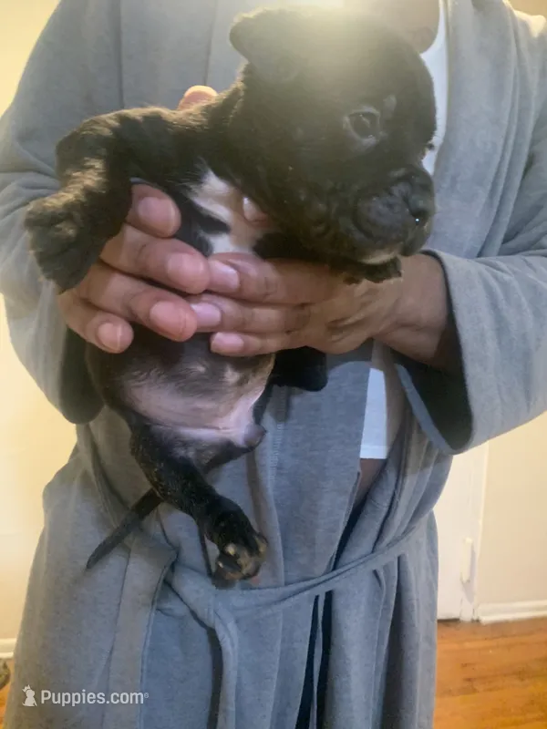 Oreo – American Pit Bull Terrier puppy for sale in Trenton, NJ