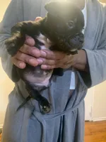 Oreo, a female American Pit Bull Terrier for sale in Trenton, NJ – 1 of 4