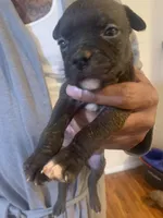 Princess , a female American Pit Bull Terrier for sale in Trenton, NJ – 1 of 3