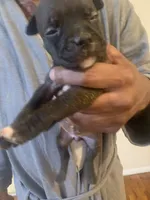 Princess , a female American Pit Bull Terrier for sale in Trenton, NJ – 2 of 3
