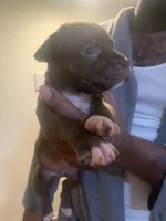 Coco, a female American Pit Bull Terrier for sale in Trenton, NJ – 3 of 4