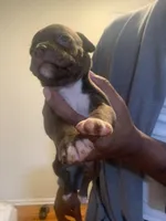 Coco, a female American Pit Bull Terrier for sale in Trenton, NJ – 4 of 4