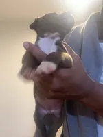 Princess , a female American Pit Bull Terrier for sale in Trenton, NJ – 3 of 3