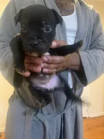 Oreo, a female American Pit Bull Terrier for sale in Trenton, NJ – 3 of 4