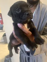 Ava, a female American Pit Bull Terrier for sale in Trenton, NJ – 2 of 3