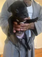 Oreo, a female American Pit Bull Terrier for sale in Trenton, NJ – 4 of 4