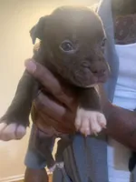 Coco, a female American Pit Bull Terrier for sale in Trenton, NJ – 2 of 4
