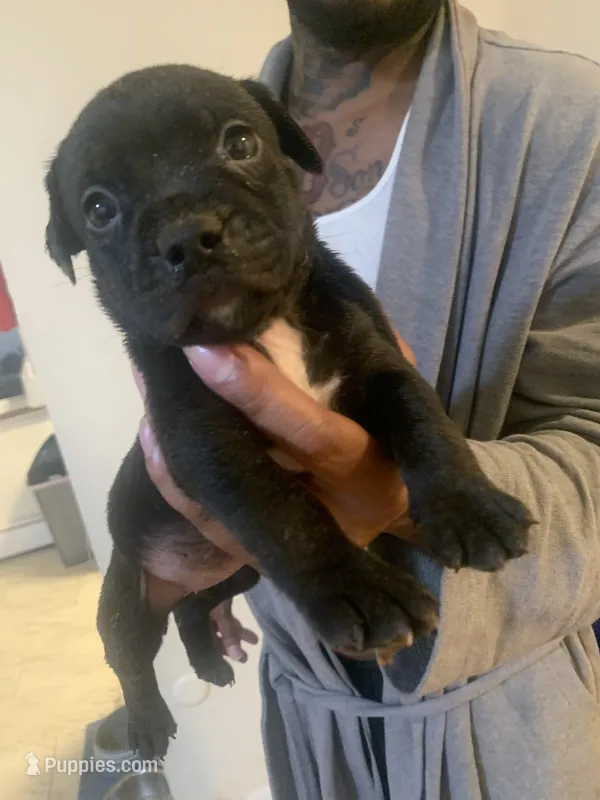 Ava – American Pit Bull Terrier puppy for sale in Trenton, NJ