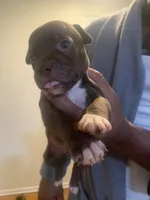 Coco, a female American Pit Bull Terrier for sale in Trenton, NJ – 1 of 4