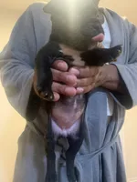Oreo, a female American Pit Bull Terrier for sale in Trenton, NJ – 2 of 4