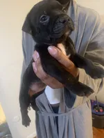 Ava, a female American Pit Bull Terrier for sale in Trenton, NJ – 3 of 3