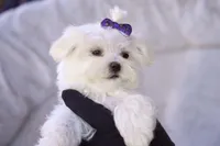 APRI registered Opal, a female Maltese for sale in San Marcos, TX – Photo 5 of 10