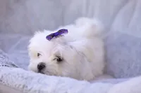 APRI registered Opal, a female Maltese for sale in San Marcos, TX – Photo 7 of 10