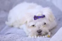 APRI registered Opal, a female Maltese for sale in San Marcos, TX – Photo 4 of 10