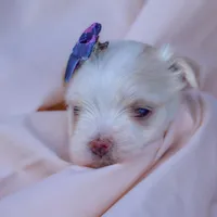 APRI registered Opal, a female Maltese for sale in San Marcos, TX – Photo 6 of 8