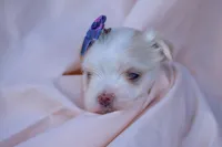 APRI Opal, a female Maltese for sale in San Marcos, TX – Photo 5 of 6