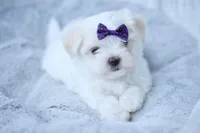 APRI registered Opal, a female Maltese for sale in San Marcos, TX – Photo 2 of 8