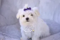 APRI registered Opal, a female Maltese for sale in San Marcos, TX – Photo 8 of 10