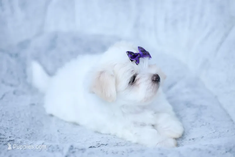 APRI Opal – Maltese puppy for sale in San Marcos, TX