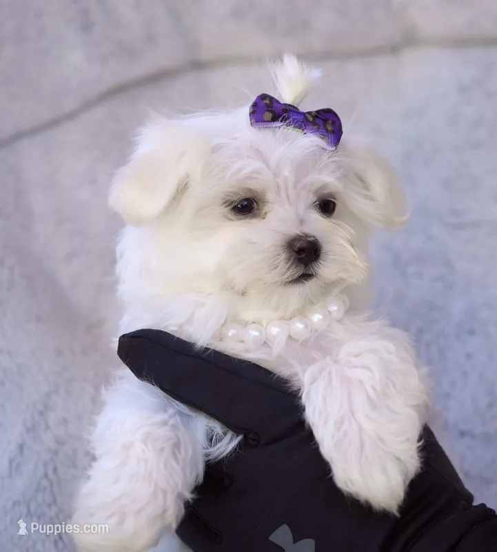 APRI registered Opal – Maltese puppy for sale in San Marcos, TX