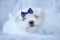 APRI registered Opal, a female Maltese for sale in San Marcos, TX – Photo 4 of 8