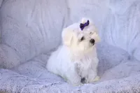 APRI registered Opal, a female Maltese for sale in San Marcos, TX – Photo 2 of 10