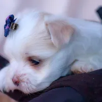 APRI registered Opal, a female Maltese for sale in San Marcos, TX – Photo 7 of 8