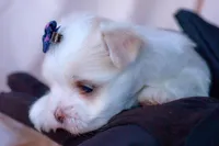 APRI Opal, a female Maltese for sale in San Marcos, TX – Photo 2 of 6