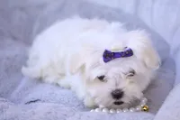 APRI registered Opal, a female Maltese for sale in San Marcos, TX – Photo 6 of 10