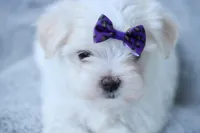 APRI registered Opal, a female Maltese for sale in San Marcos, TX – Photo 5 of 8