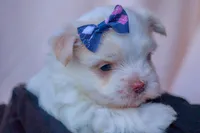 APRI Opal, a female Maltese for sale in San Marcos, TX – Photo 3 of 6