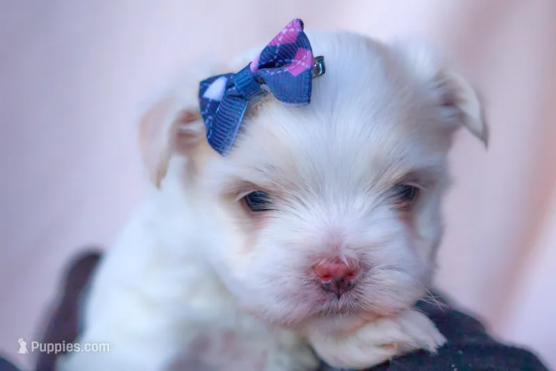 APRI Opal, a female Maltese for sale in San Marcos, TX – Photo 1 of 6