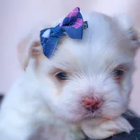 APRI registered Opal, a female Maltese for sale in San Marcos, TX – Photo 8 of 8