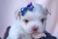 APRI Opal, a female Maltese for sale in San Marcos, TX – Photo 1 of 6