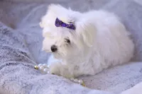 APRI registered Opal, a female Maltese for sale in San Marcos, TX – Photo 3 of 10