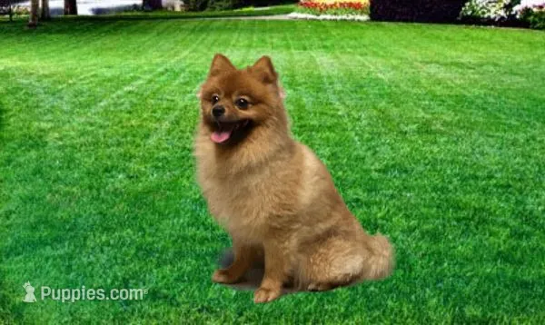Red Mocha, a male Pomeranian for sale in San Marcos, TX – 1 of 1