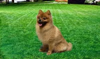 Red Mocha, a male Pomeranian for sale in San Marcos, TX – 1 of 1