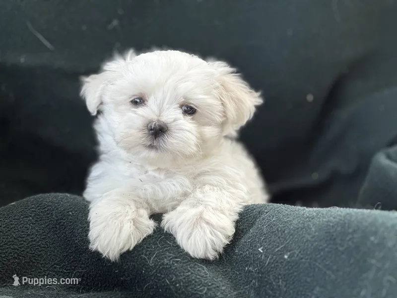 APRI reigstered Casper – Maltese puppy for sale in San Marcos, TX