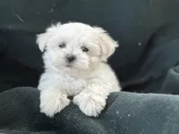 APRI reigstered Casper, a male Maltese for sale in San Marcos, TX – 1 of 3