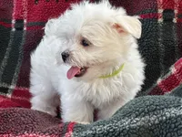 APRI registered Ziggy, a male Maltese for sale in San Marcos, TX – 4 of 4