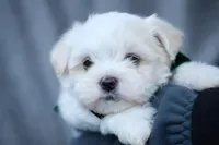 APRI registered Everest, a male Maltese for sale in San Marcos, TX – Photo 5 of 7