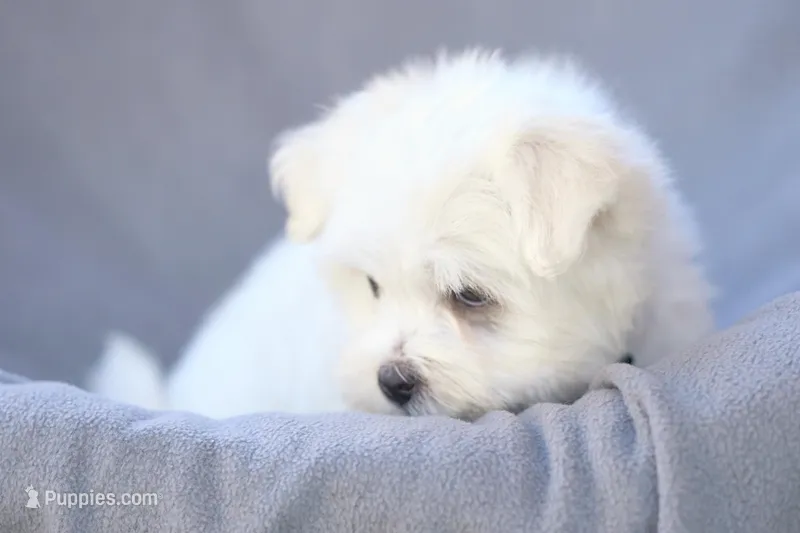 APRI registered Everest – Maltese puppy for sale in San Marcos, TX